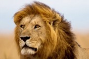 Cecil The Lion 12